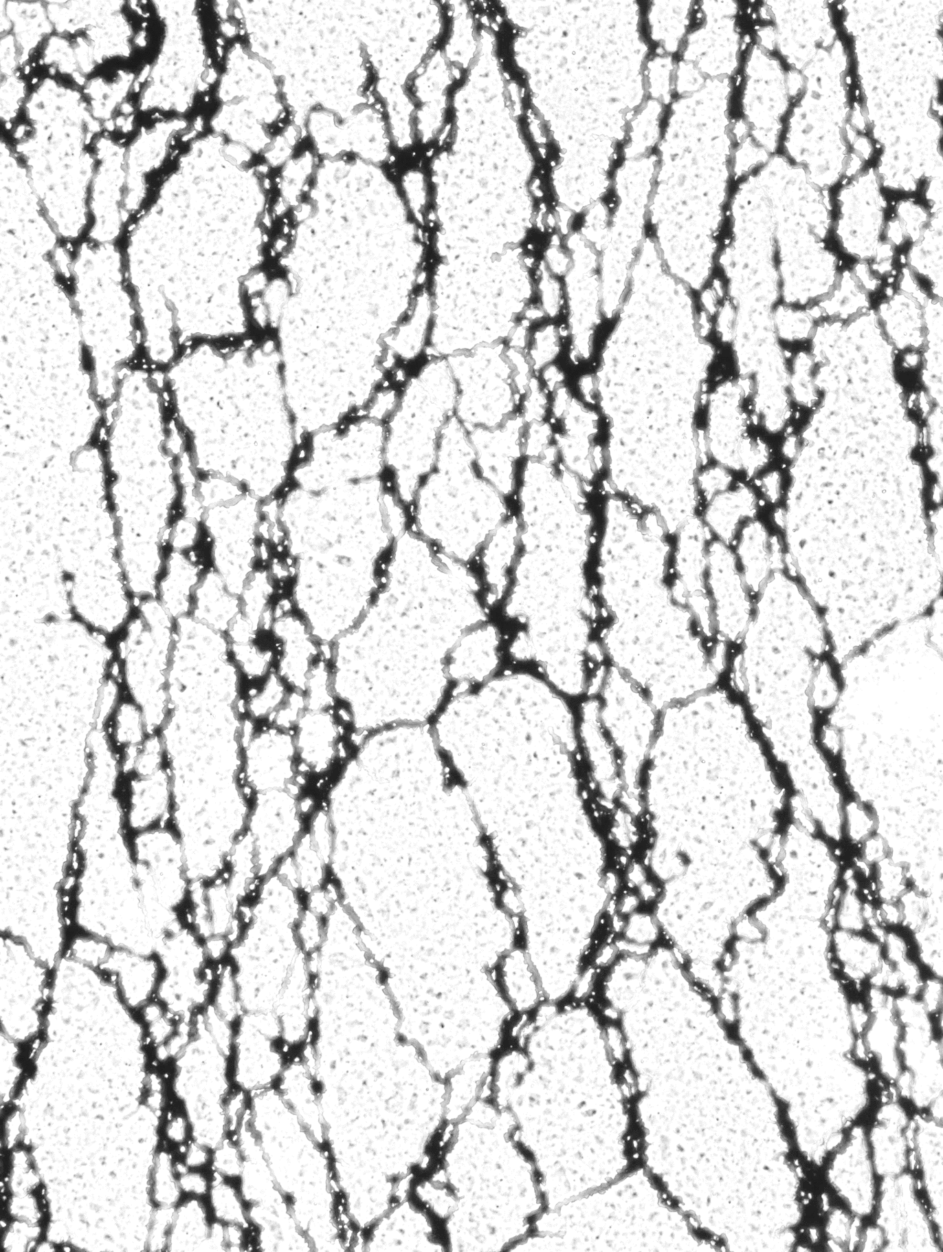 Oriented and ramified magnetic network
